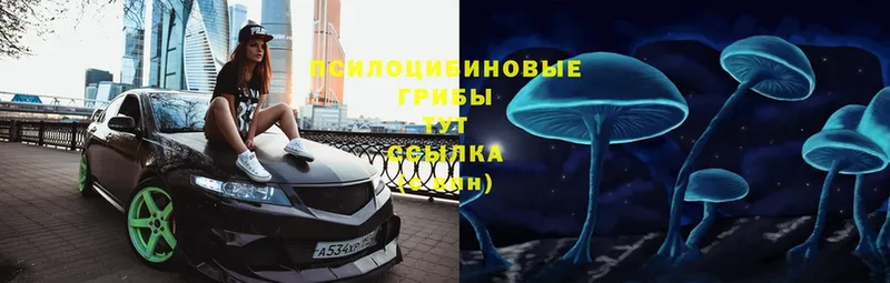 Псилоцибиновые грибы Psilocybe  Красногорск 